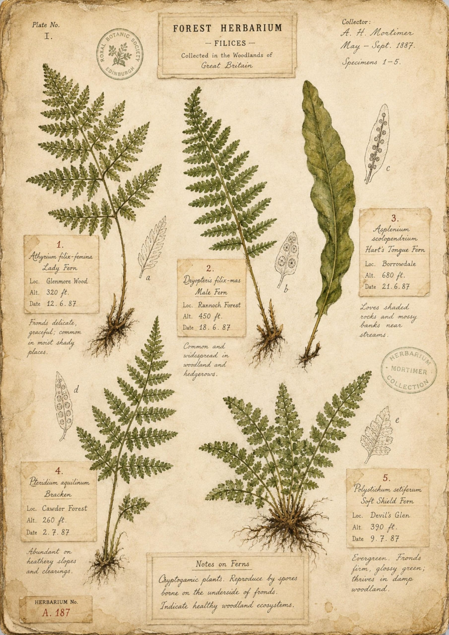 Forest Herbarium Vol. 1 Printable Botanical Journal Pages | Victorian Woodland Herbarium | Ferns Mosses Leaves Fungi | Junk Journal Ephemera