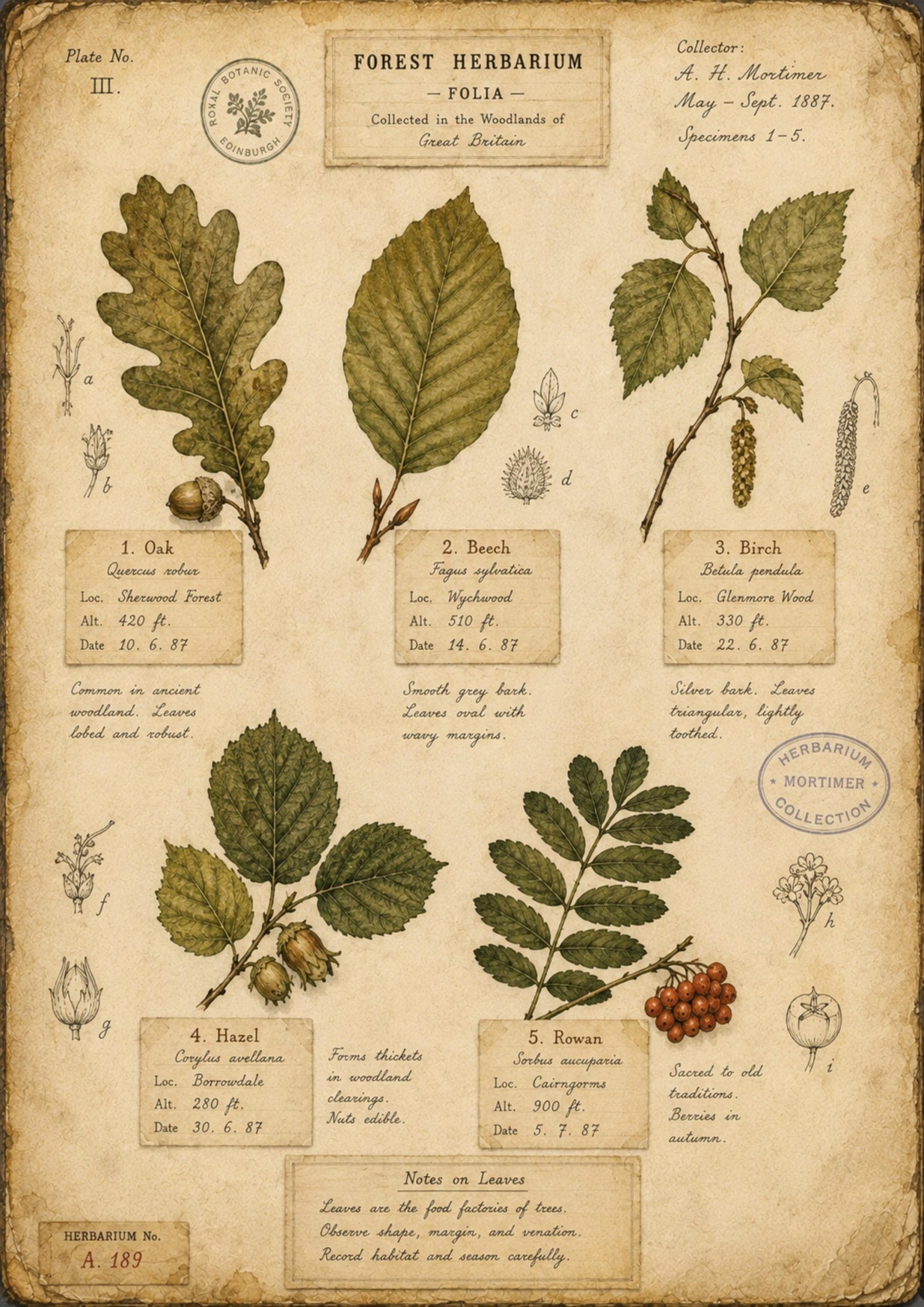 Forest Herbarium Vol. 1 Printable Botanical Journal Pages | Victorian Woodland Herbarium | Ferns Mosses Leaves Fungi | Junk Journal Ephemera - Image 3
